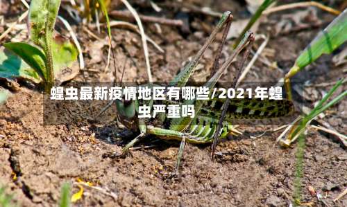 蝗虫最新疫情地区有哪些/2021年蝗虫严重吗-第3张图片